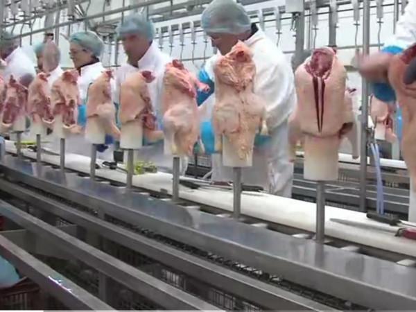 超市裡的“冷凍雞腿”為何這麼便宜?可以常吃嗎?弄懂再買心有底 超市裡的“冷凍雞腿”為何這麼便宜?可以常吃嗎?弄懂再買心有底