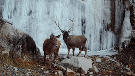 和大熊貓、金絲猴相比,這些我國特有的野生動物卻鮮為人知 和大熊貓、金絲猴相比,這些我國特有的野生動物卻鮮為人知