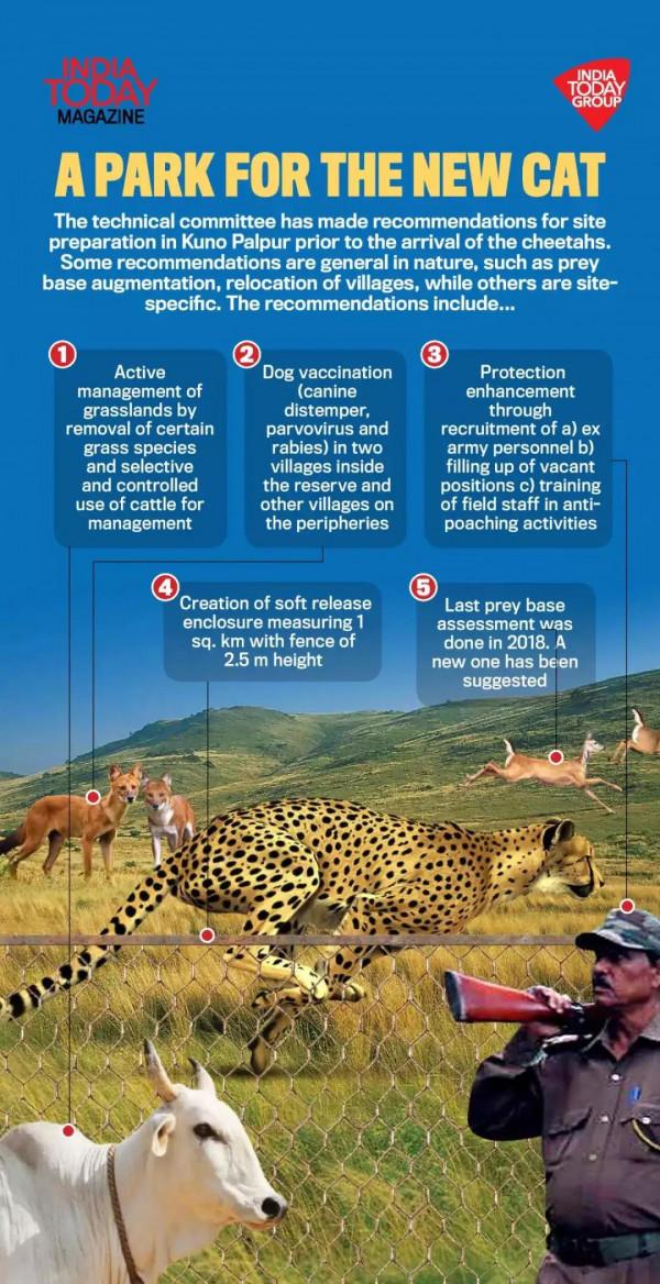 在印度滅絕了半個多世紀的獵豹終於要重回故鄉 在印度滅絕了半個多世紀的獵豹終於要重回故鄉