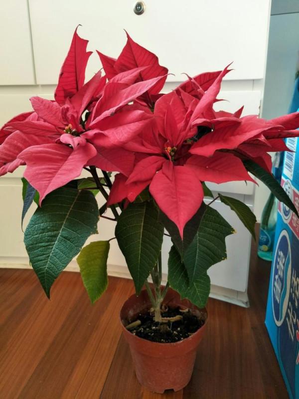 7種“漂亮花”紅火又吉利,冬天養一盆,花期在春節,旺財旺事業 7種“漂亮花”紅火又吉利,冬天養一盆,花期在春節,旺財旺事業