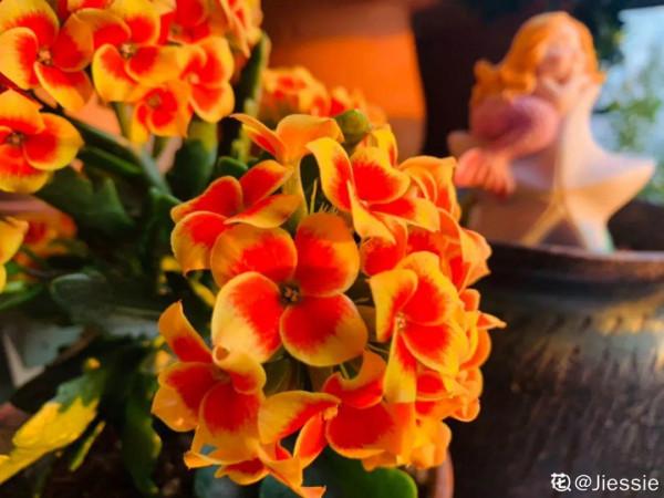 花600塊買的大花蕙蘭，掉個苞20塊錢沒了，心疼···