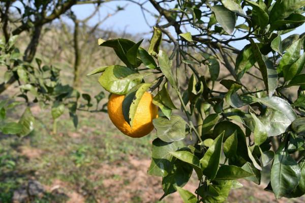 半野釣——山頂的魚塘
