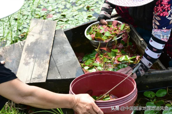 江南人的“水八仙”,北方人真的不懂 江南人的“水八仙”,北方人真的不懂