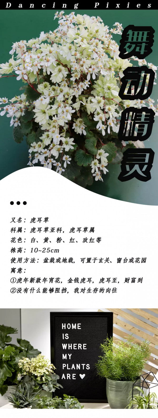 瑞虎迎春，虎耳招財！翩翩起舞的小精靈，輕鬆開成夢幻花毯