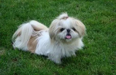 忠犬救主的歡歡