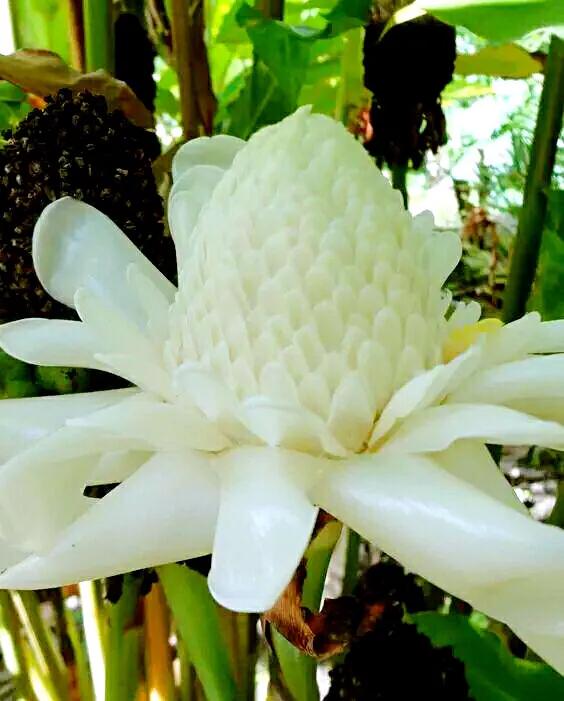 美麗的瓷玫瑰～獻給2022年元旦