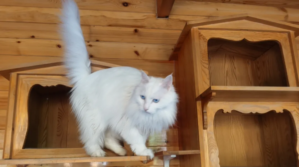 布能豹：我跑過最長的路是鏟屎官的套路