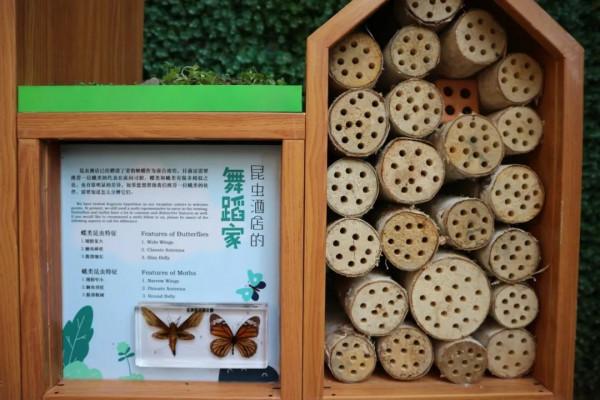 黃金城道上有家“昆蟲酒店”，“蝴蝶”在前臺迎賓……