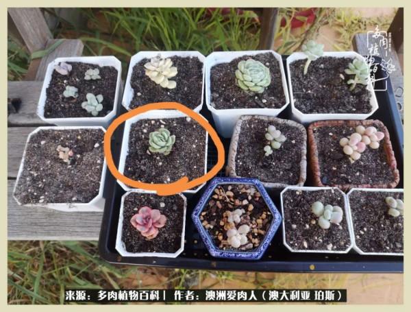 多肉變胖純屬正常,我的變胖卻是工傷 多肉變胖純屬正常,我的變胖卻是工傷