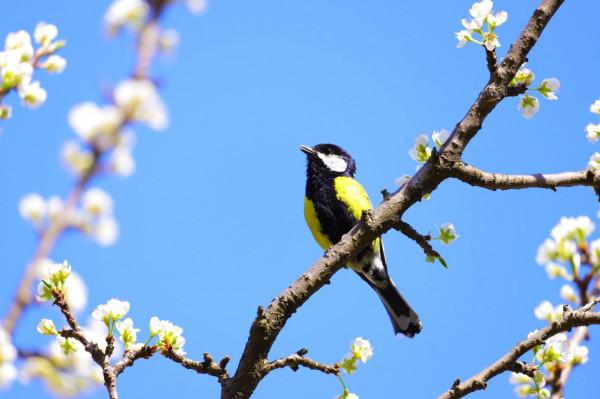 春天來了，鳥兒與花朵綻放