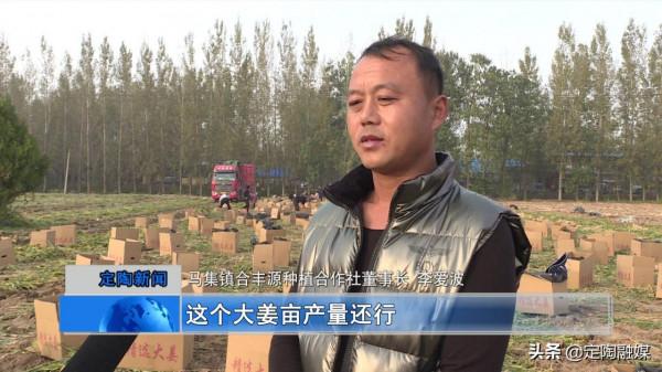 返鄉創業做“姜”軍,看定陶這位小夥的致富路 返鄉創業做“姜”軍,看定陶這位小夥的致富路