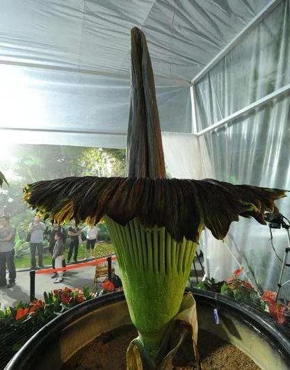 幾十年開花一次，花高三米，像一顆巨大的白菜，極其罕見