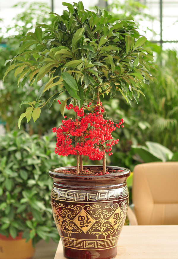 適合客廳養的5種漂亮花,喜慶大氣又吉祥,幸福感滿滿 適合客廳養的5種漂亮花,喜慶大氣又吉祥,幸福感滿滿