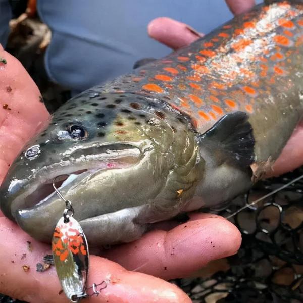 用路亞餌在夏洛特港提供世界級的輕釣行動
