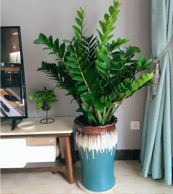 9種&OpenCurlyDoubleQuote;貴氣花&rdquo;，立春後&OpenCurlyDoubleQuote;快扦插&rdquo;，生根快，比夏天還&OpenCurlyDoubleQuote;好活&rdquo;