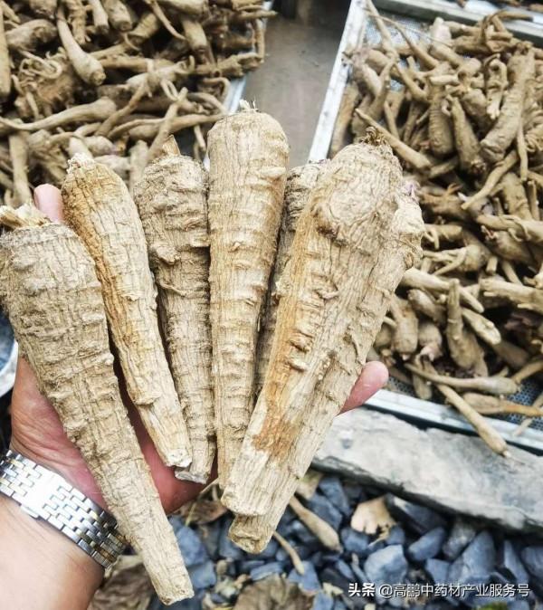 高鵬說藥材:藥材“低價”品種潛伏著最好商機 高鵬說藥材:藥材“低價”品種潛伏著最好商機