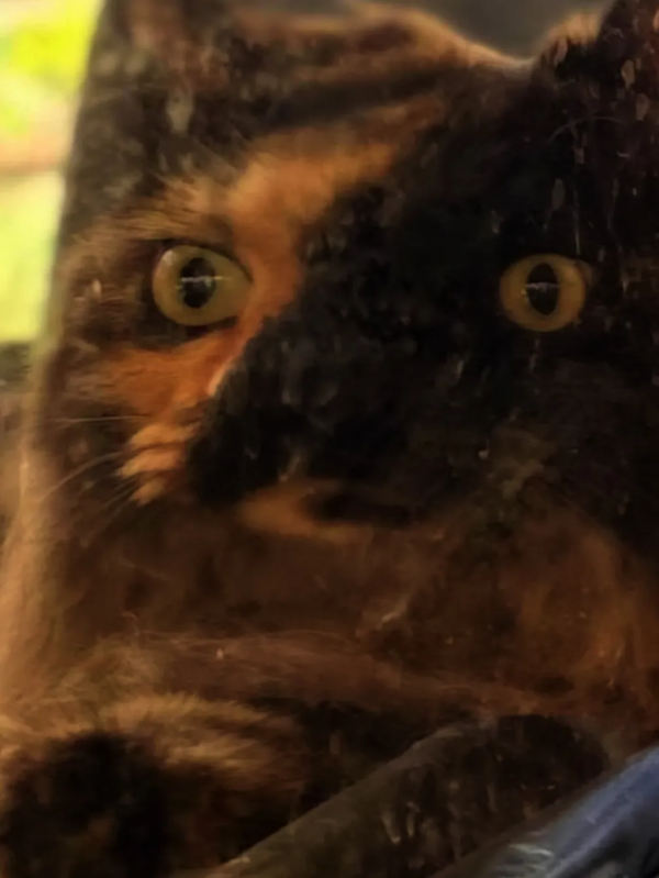 貓別墅還能這麼玩兒？