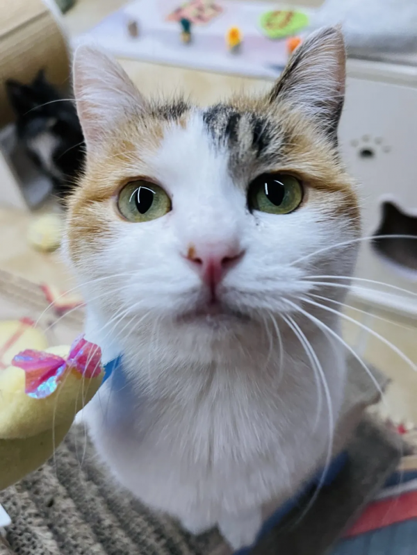 小貓咪的名字真的不能亂起