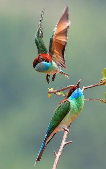 二十種長尾鳥賞析