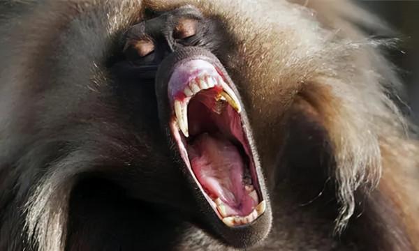 嘴饞狒狒光明正大偷鵝蛋,遭看蛋的埃及鵝暴打,狒狒會如願以償嗎 嘴饞狒狒光明正大偷鵝蛋,遭看蛋的埃及鵝暴打,狒狒會如願以償嗎