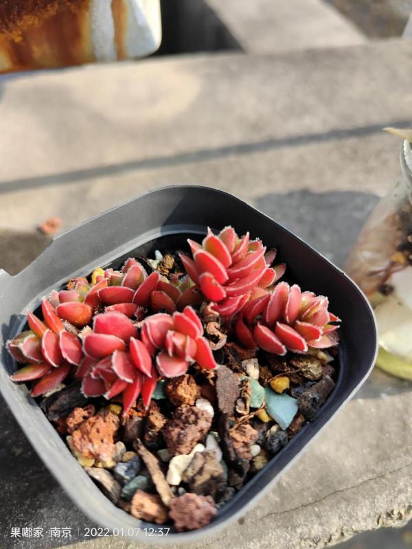 露養肉該有的健康色