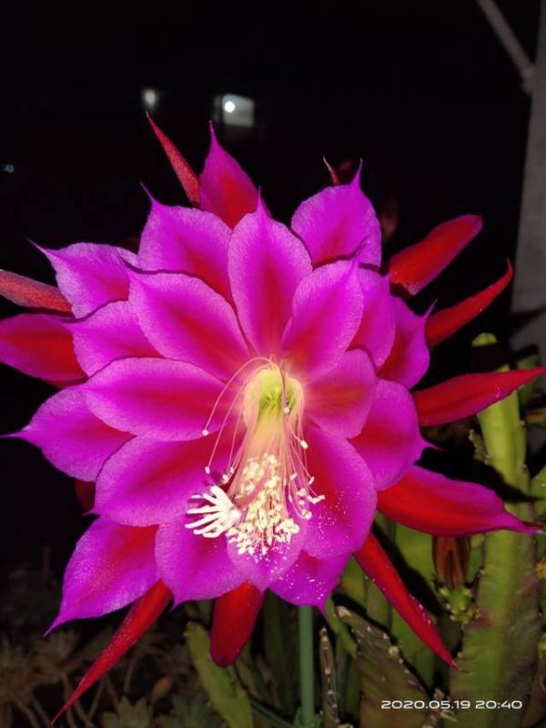 4種花不澆水才長得旺，澆水太多反而不好，爛根又黑腐