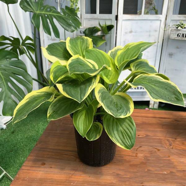 天生“怕曬”的7種花，曬太陽容易黃葉，放陰涼地反而綠油油的