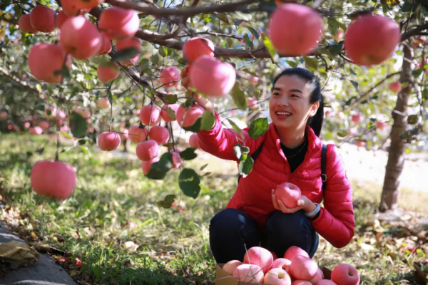 內丘特產丨 有機健康的富崗蘋果​ 內丘特產丨 有機健康的富崗蘋果​