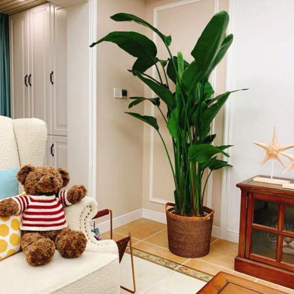 7種大型花，建議在客廳養一盆，吸廢氣製氧氣，還有旺家的好寓意