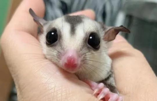 五種適合家養的小動物,好打理好擼,最後一種還能提供全家的伙食 五種適合家養的小動物,好打理好擼,最後一種還能提供全家的伙食