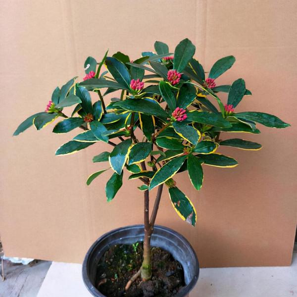 20種年宵花,高階又大氣,吉祥還旺財,現在買最便宜 20種年宵花,高階又大氣,吉祥還旺財,現在買最便宜