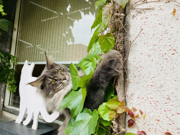 毛森森小朋友的職業規劃 毛森森小朋友的職業規劃