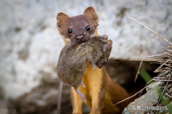動物會像孫悟空那樣畫“禁圈”嗎？