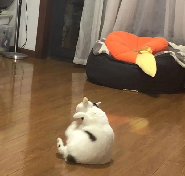 《養貓那些事兒》，笑不活了家人們