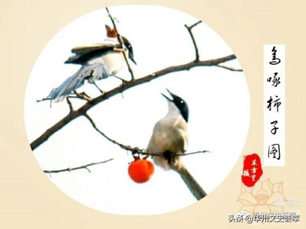 華州李坡一景：鳥啄柿子