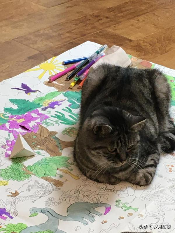 關於給貓貓起什麼名字的事情,我聽過很多有趣的名字 關於給貓貓起什麼名字的事情,我聽過很多有趣的名字