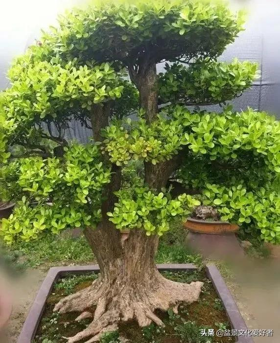 家有黃楊，世代棟樑！家裡栽黃楊，富貴又吉祥