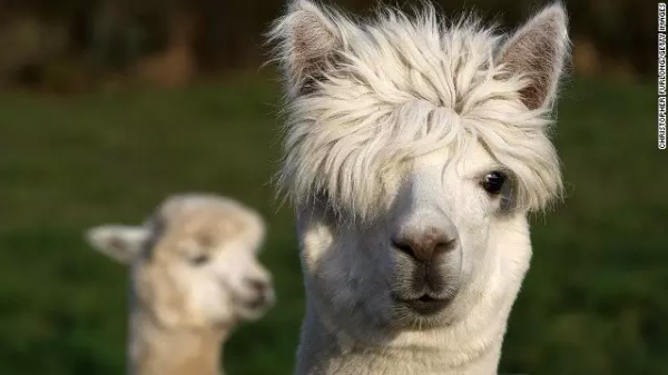 阿爾巴卡面料，你瞭解麼？