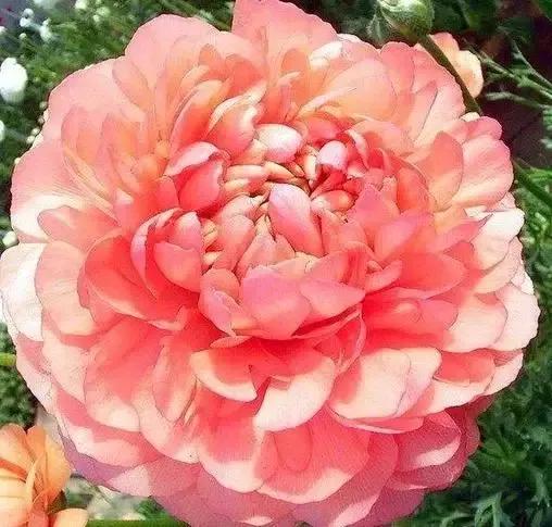 世界金獎醉美的花卉