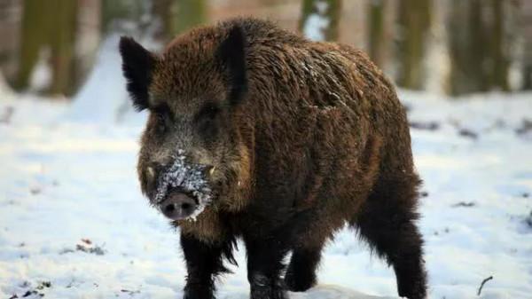東北老人撿回小野豬，養15年重2200斤賣出天價，專家：巨型野豬