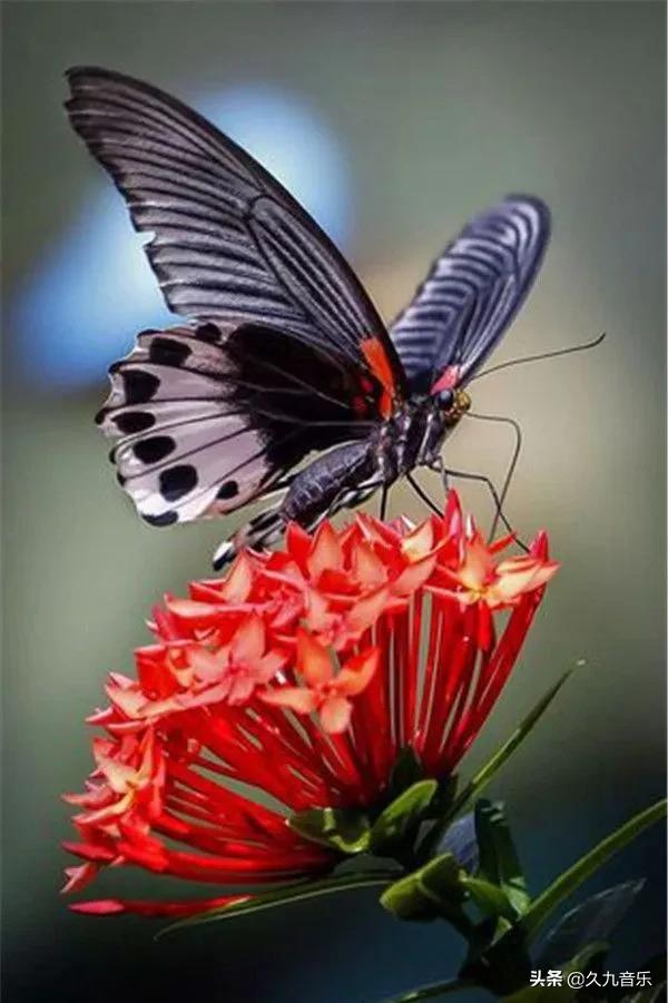世界上最美麗的蝴蝶