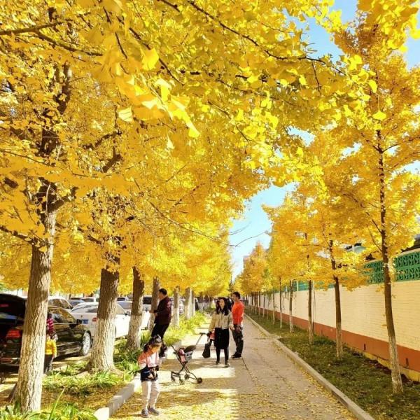 快來，房山這條“金色”打卡聖地又到最美時刻！多圖記錄美好瞬間