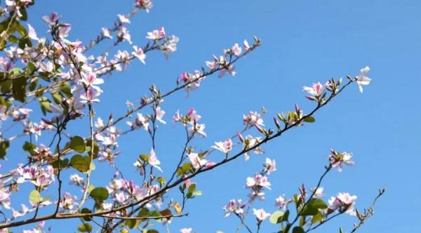 人間四月天，在坪山眼見皆美好