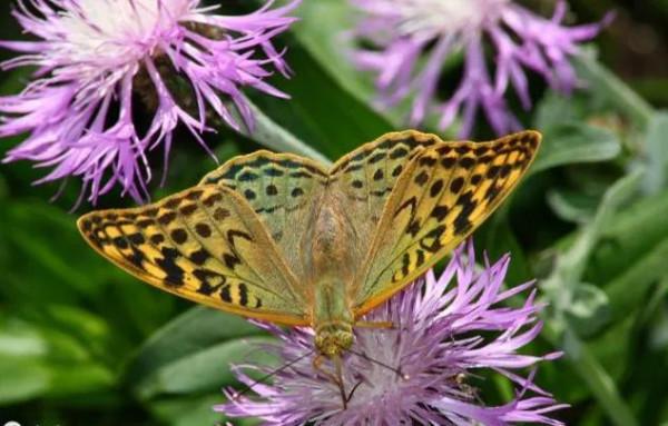 分享-蝶戀 精美絕倫 醉美蝴蝶