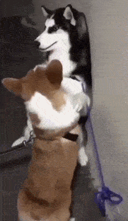 又心疼又好笑！德牧出任務追犯人，卻意外遭豪豬攻擊身中200刺