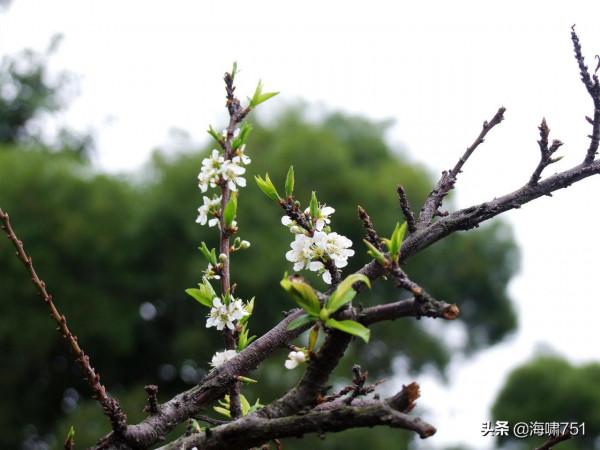 十八羅漢山的梨花開了