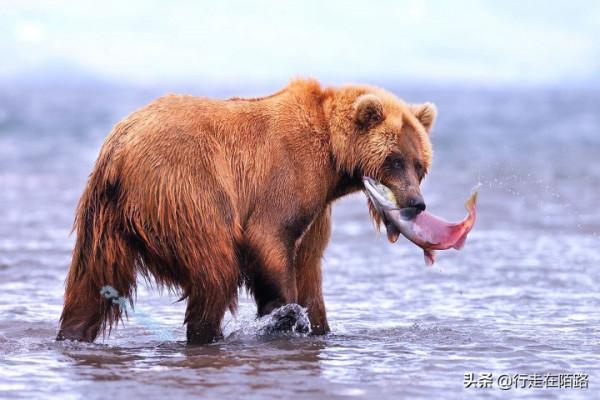 勘察加半島：清廷視為苦寒之地，俄羅斯卻當成寶貝刻意隱瞞