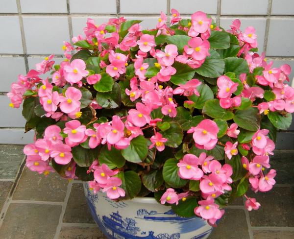 這6種花超耐陰,但凡有一丁點散射光,迅速爆滿一屋子,美死了 這6種花超耐陰,但凡有一丁點散射光,迅速爆滿一屋子,美死了