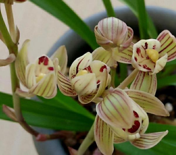 “18種”勤花勤苗的蘭花，價格不貴好養活，香味濃郁開品漂亮