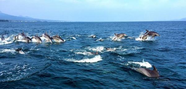 「日本」九州中部久留米-熊本-天草四日之旅